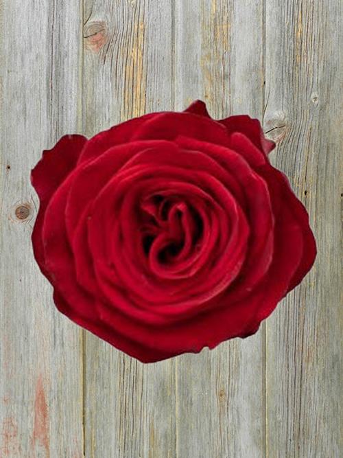 REDIANT  RED ROSE